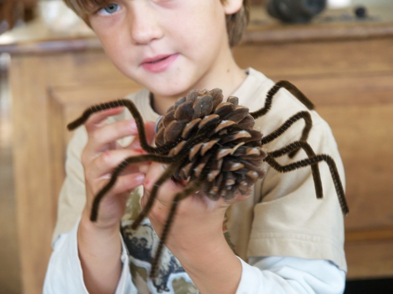 Araignée cône