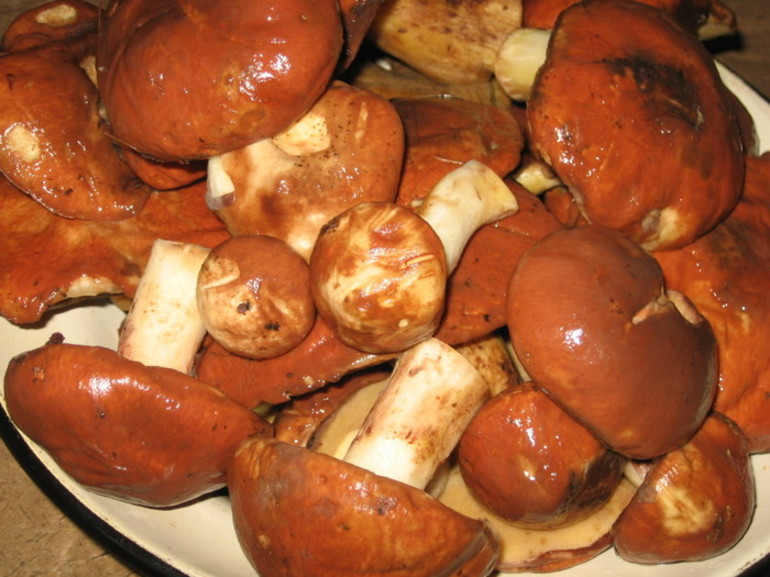 Champignons gras