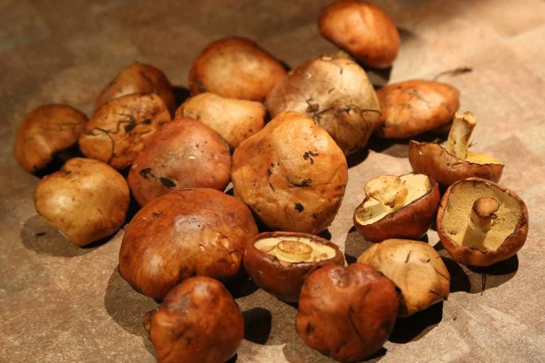 Butterdish est un champignon comestible tubulaire