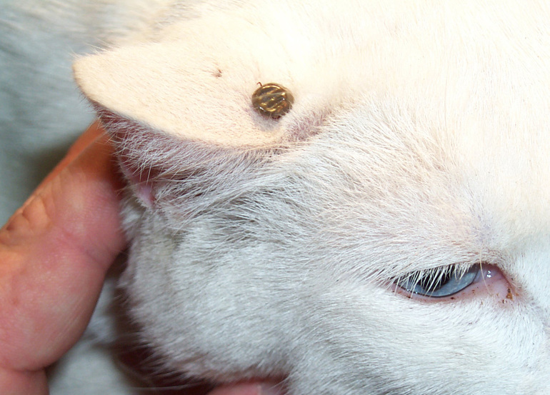 Les tiques chez les chats