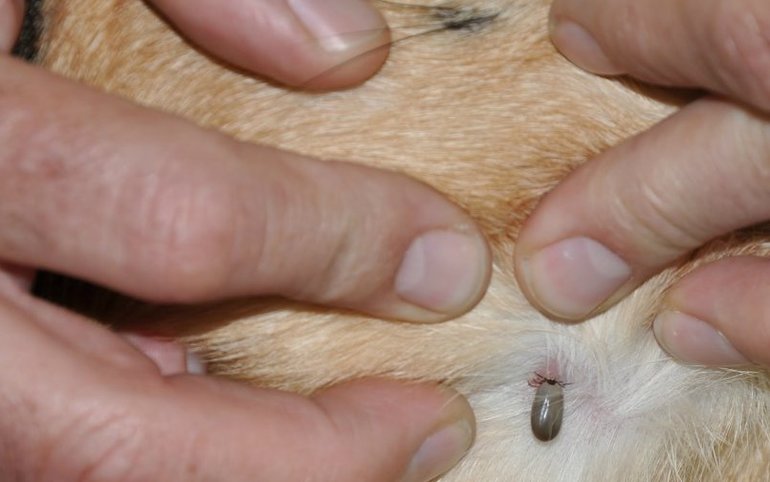 Un moyen de détecter un parasite