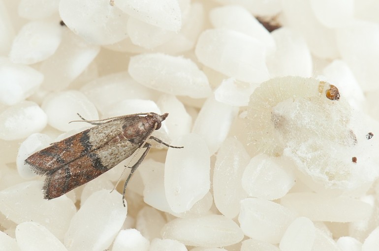 Mite alimentaire comment se débarrasser