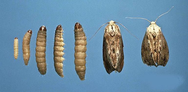 Cycle biologique