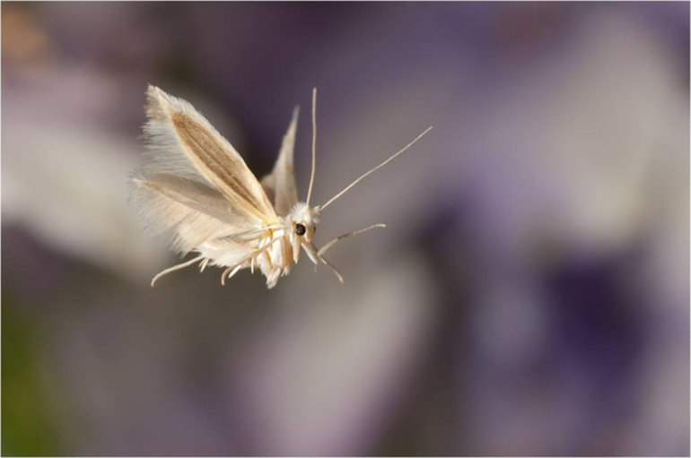 Papillon volant