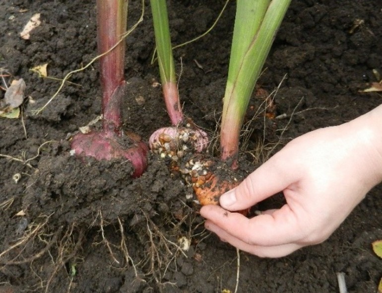 Comment déterminer la maturation des bulbes