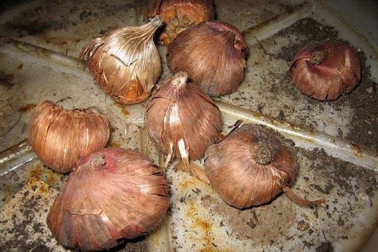 Préparer les bulbes pour l'hiver