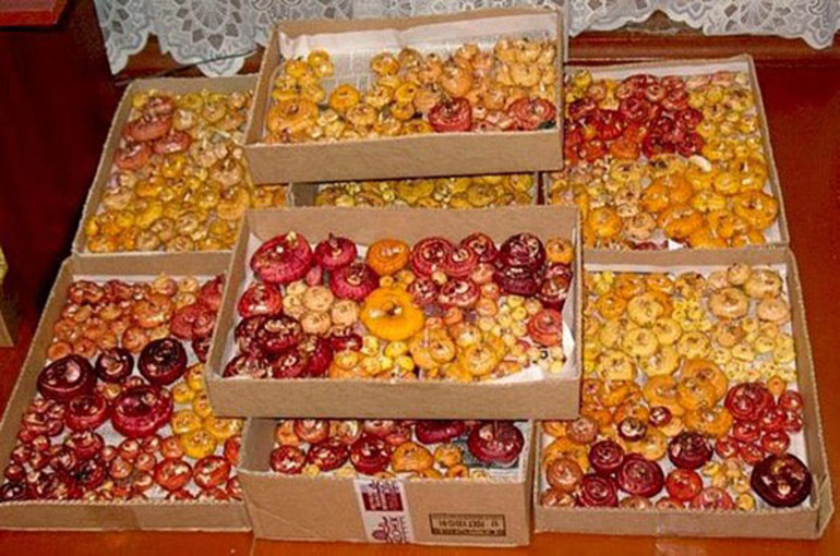 Stockage de glaïeuls pour l'hiver
