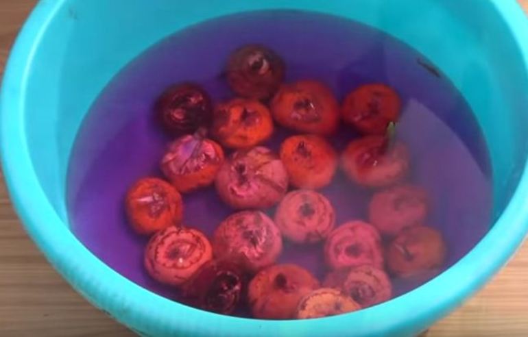 Désinfection des bulbes de glaïeul