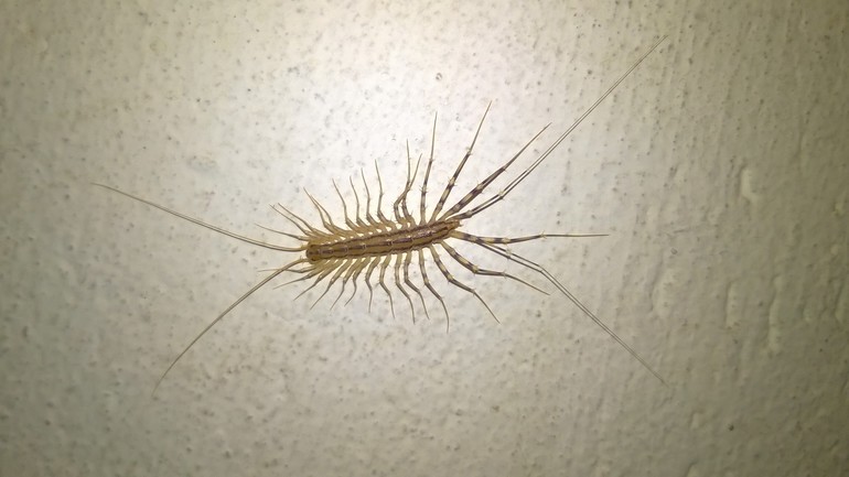 Flytrap insecte que dangereux pour l'homme