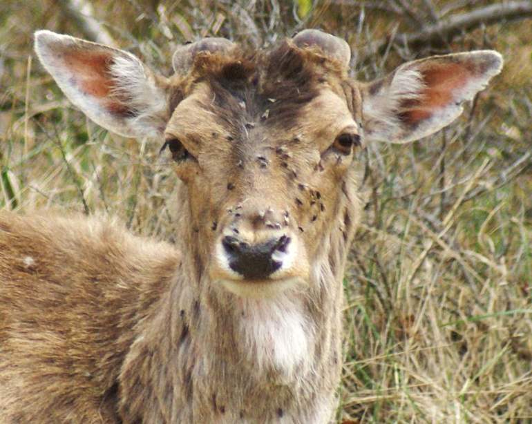 I succhiasangue sono in grado di esaurire notevolmente un grosso animale