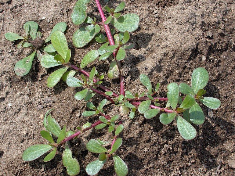 Élimination des mauvaises herbes