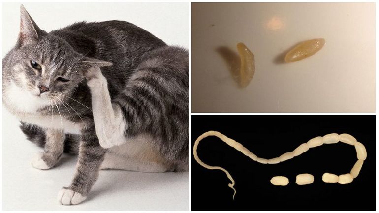 Ténia du concombre chez le chat