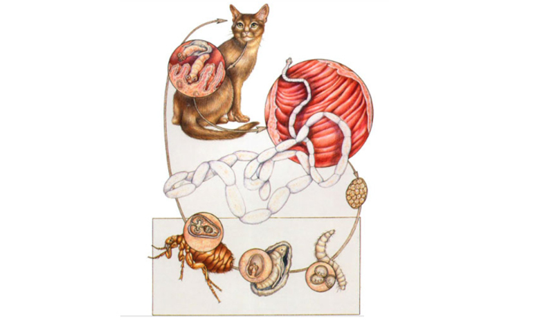 Parasite de chat