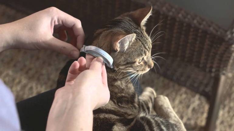 Vous devez former un chat à porter un collier,