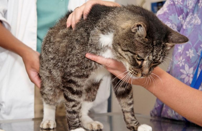 Il est nécessaire de vérifier la couche d'animaux de compagnie