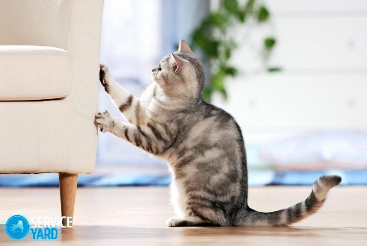103541519_AMD3AJ_bad_habit__British_Shorthair_cat_scratching_at_chair-XLarge